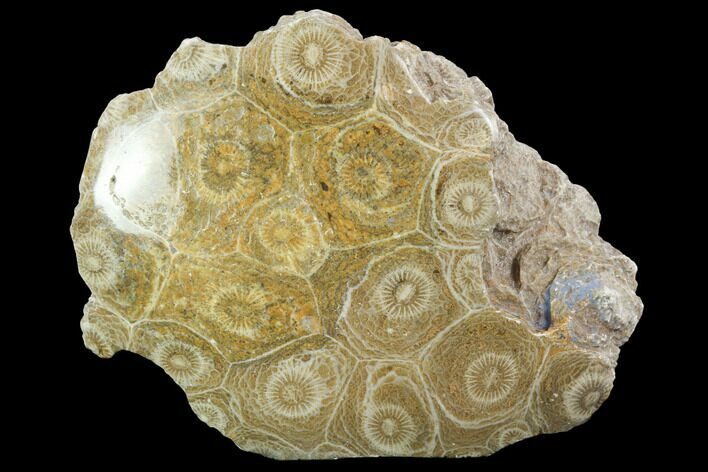 Polished Fossil Coral (Actinocyathus) - Morocco #100606